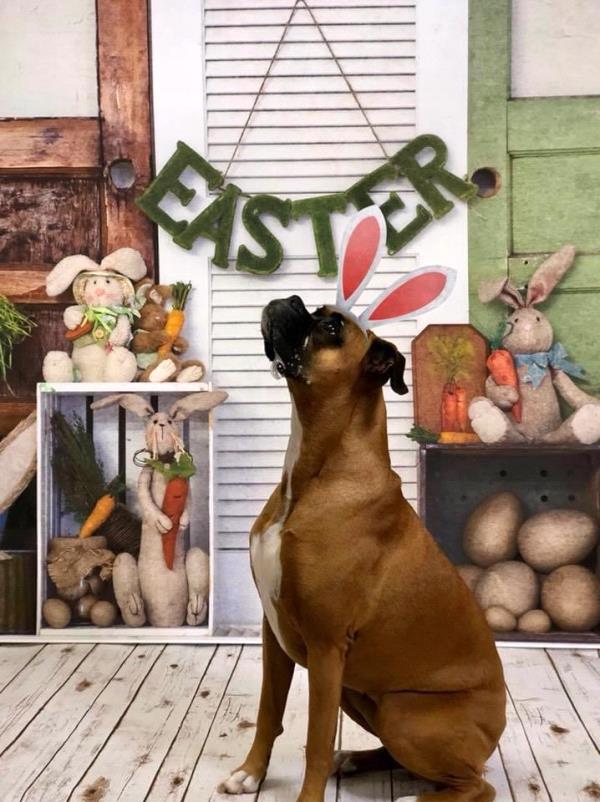 /Images/uploads/New Jersey Boxer Rescue/NJBoxerRescue/entries/17817.jpg